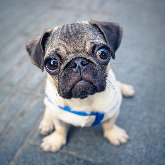 Deciding on Pets: Smart Strategies for Property Owners