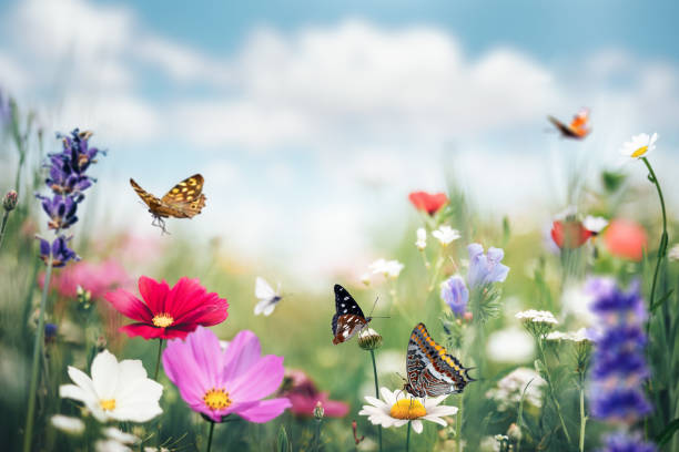 Residents Spring/Summer Maintenance Tips